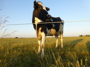 La Fromentellerie Production et transformation de produits laitiers à la ferme.